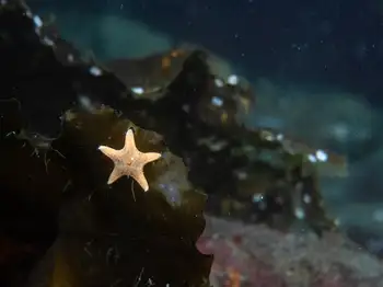 star