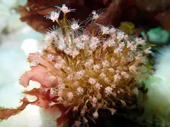 Bushy Pink Mouth Hydroids