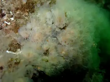 Yellow Social Tunicate