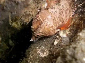 Grunt Sculpin