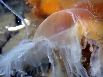 Egg Yolk Jelly