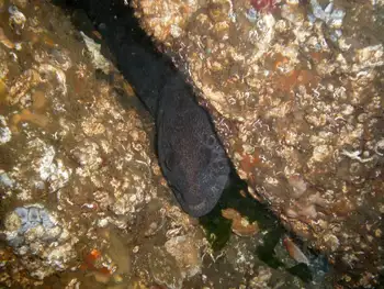 Wolf Eel