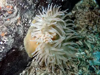Anemone