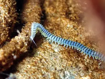Bobbit Worm