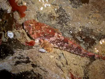 Red Irish Lord Sculpin