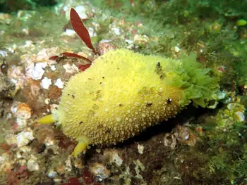 Monterey Sea Lemon