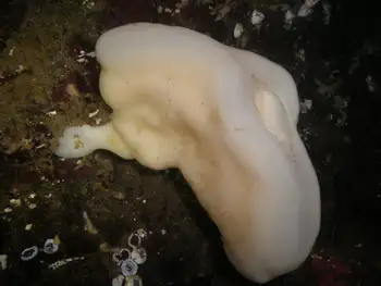 Cloud Sponge