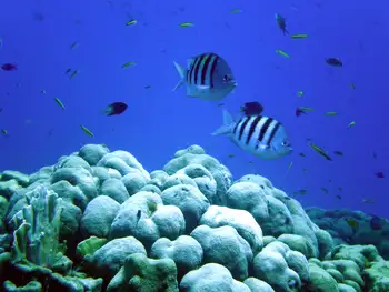 Sergeant Majors