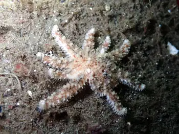 Sunflower Star