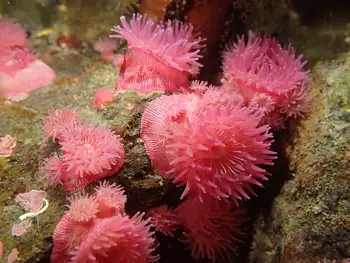 Proliferating Anemones
