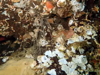 Curlyhead Spaghetti Worm