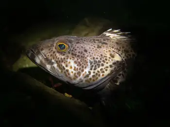 Lingcod