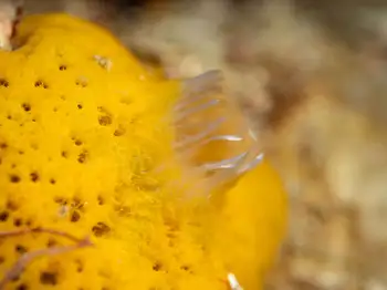 Encrusting Sponge