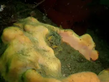 Bread Crumb Sponge