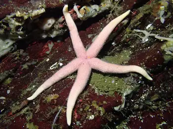 Blood Star