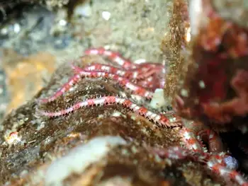 Brittle Star