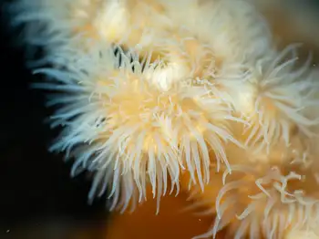 Metridium Anemone
