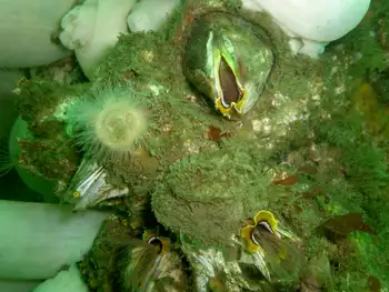 Giant Acorn Barnacles