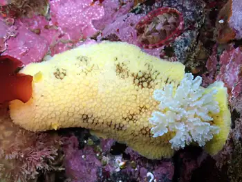 Noble Sea Lemon