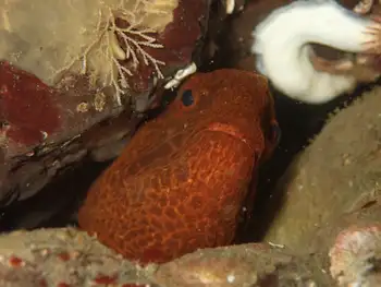 Juvenile Wolf Eel