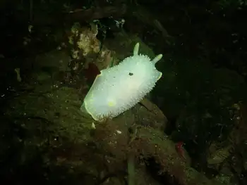 Yellow Rimmed Nudibranch