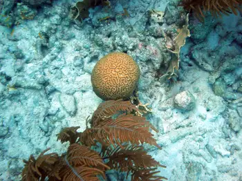 Brain Coral