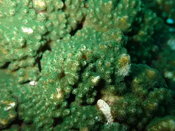 Pocillopora Coral