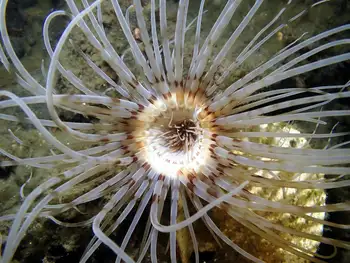 Tube Dwelling Anemone
