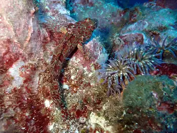 mottled scorpion fish