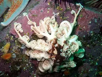Pacific Basket Star