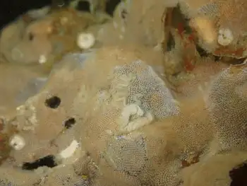 Kelp Lace Bryozoans