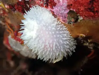 Pilose Dorid