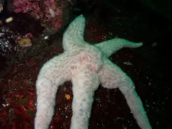 Giant Pink Star