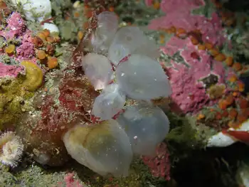 Tunicates