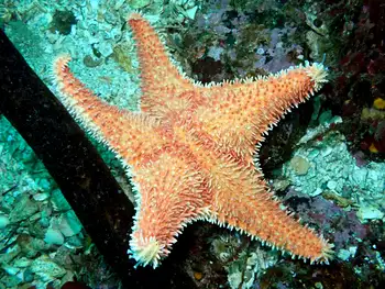 Spiny Red Star