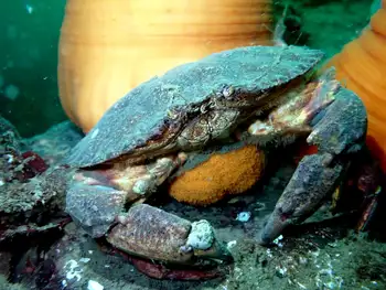 red rock crab