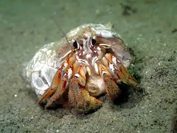 Blackeyed Hermit Crab