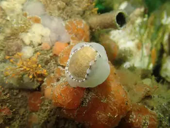 smooth velvet snail