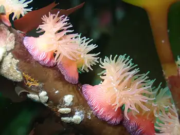 Proliferating Anemones