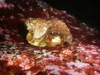 Bering Hermit Crab
