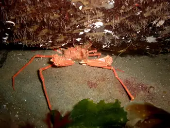Longhorn Decorator Crab