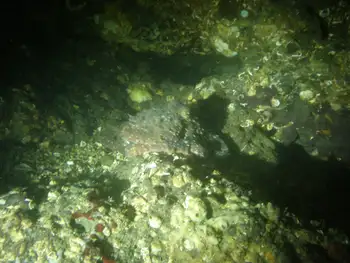 Red Octopus