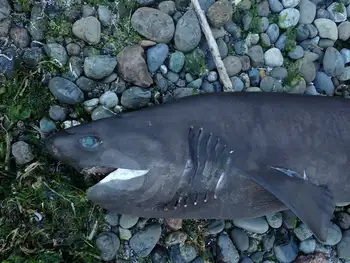 Bluntnose Sixgill Shark