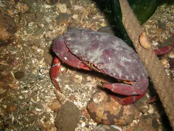 Red Rock Crab