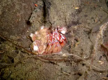 crenate barnacle