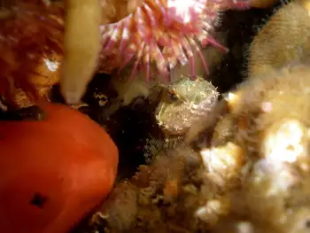 Broadbase Tunicate