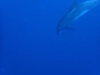 Bottlenose Dolphin