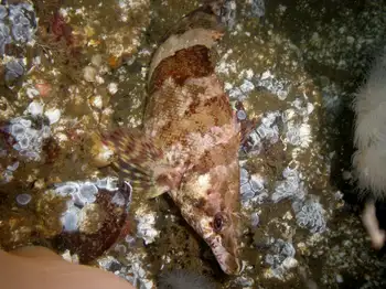 Painted Greenling