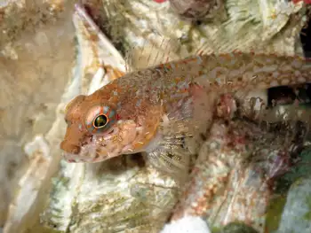 Scalyhead Sculpin