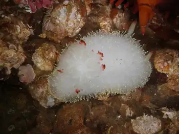Nanaimo Nudibranch